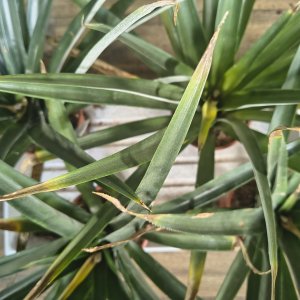 Ananas champaca (Ananasovník) - kont. C1.5L, výška 40-45 cm